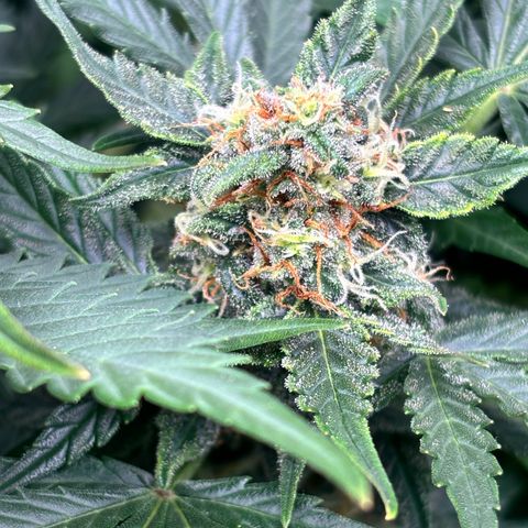 Auto Northern Lights growlog timeline photo