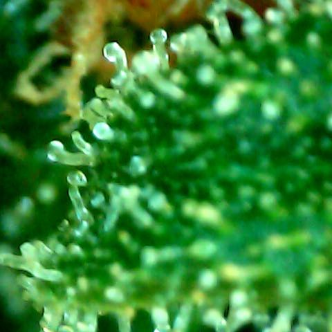 Auto Northern Lights growlog timeline photo