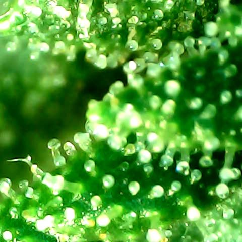 Auto Northern Lights growlog timeline photo