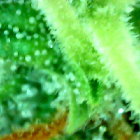 Auto Northern Lights growlog timeline photo