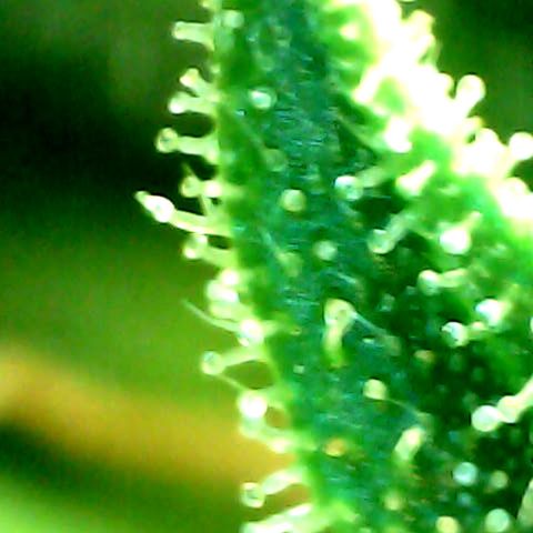 Auto Northern Lights growlog timeline photo