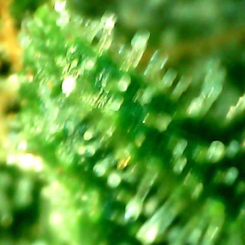 Royal Kush Automatic growlog timeline photo