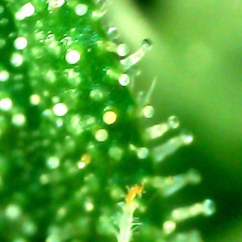 Royal Kush Automatic growlog timeline photo