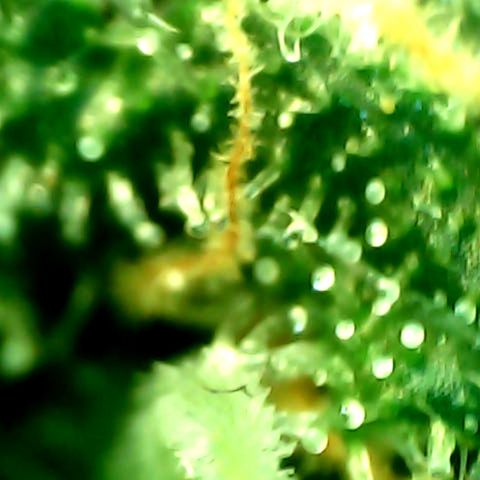 Royal Kush Automatic growlog timeline photo