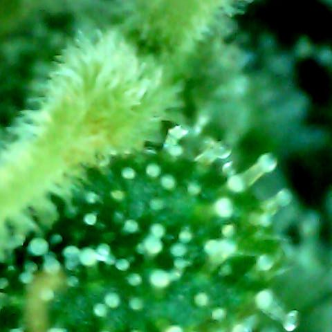 Royal Kush Automatic growlog timeline photo
