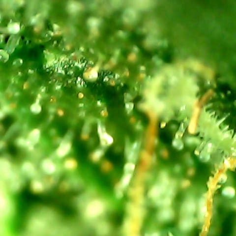 Royal Kush Automatic growlog timeline photo