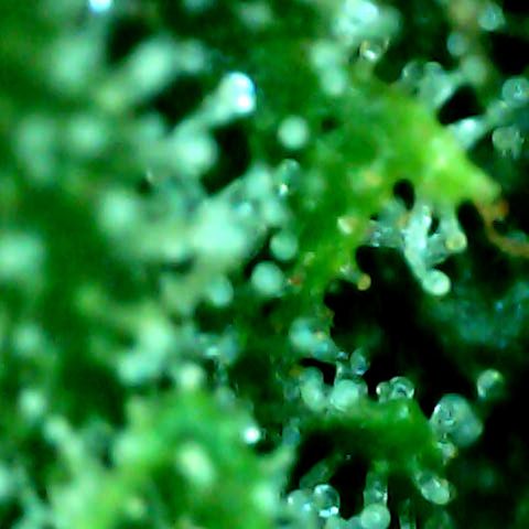 Royal Kush Automatic growlog timeline photo
