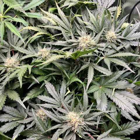 Royal Kush Automatic growlog timeline photo