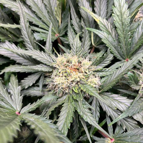 Royal Kush Automatic growlog timeline photo