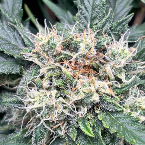 Royal Kush Automatic growlog timeline photo