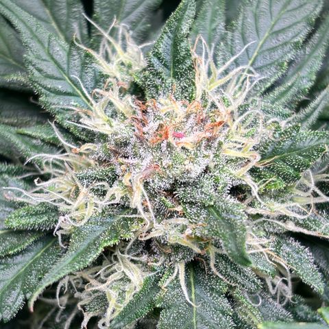 Royal Kush Automatic growlog timeline photo