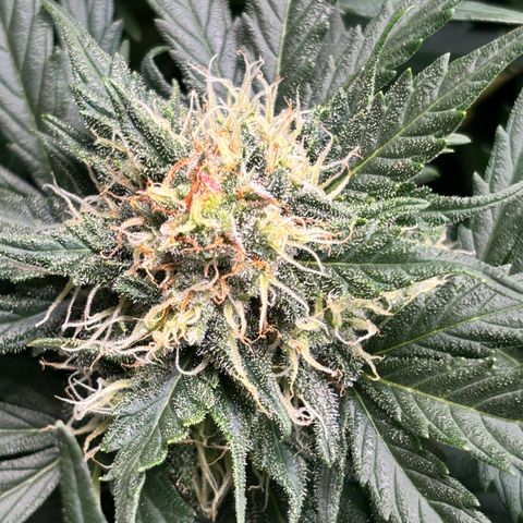 Royal Kush Automatic growlog timeline photo