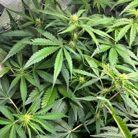 Mimosa Automatic growlog timeline photo