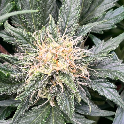 Royal Kush Automatic growlog timeline photo