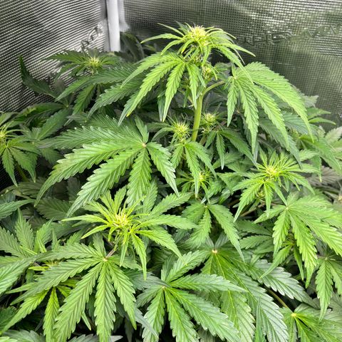 Lemon Wonder Automatic growlog timeline photo