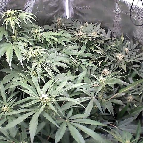 Auto Northern Lights growlog timeline photo