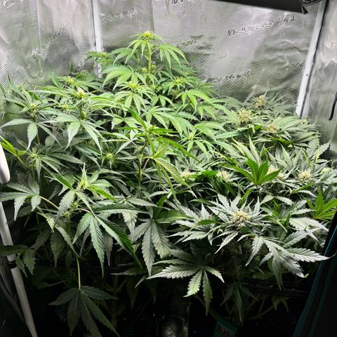 Auto Northern Lights growlog timeline photo