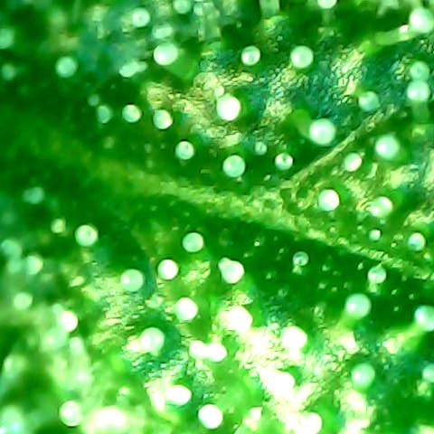 Royal Kush Automatic growlog timeline photo