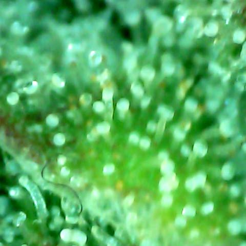 Royal Kush Automatic growlog timeline photo
