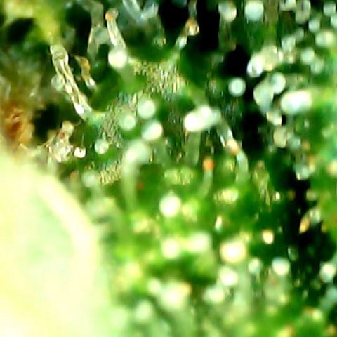 Royal Kush Automatic growlog timeline photo