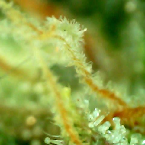 Royal Kush Automatic growlog timeline photo