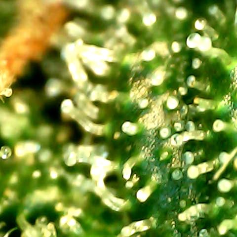 Royal Kush Automatic growlog timeline photo