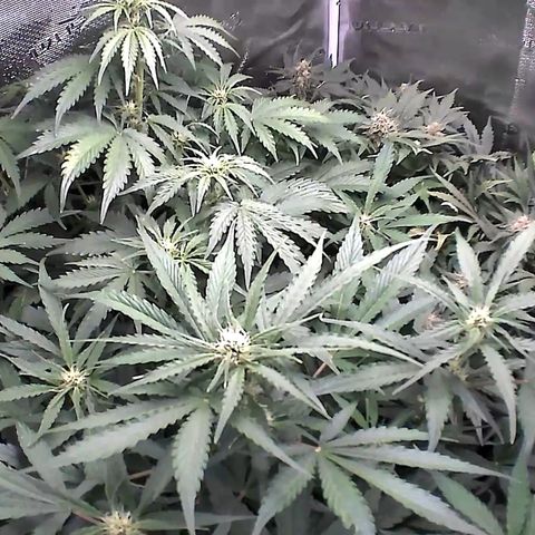Auto Northern Lights growlog timeline photo