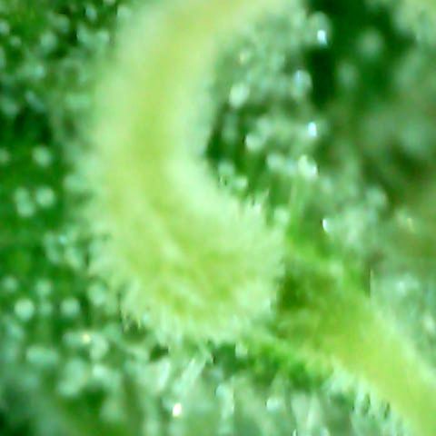 Royal Kush Automatic growlog timeline photo