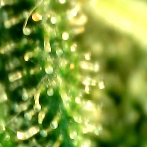 Royal Kush Automatic growlog timeline photo