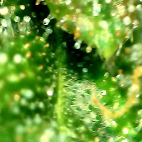 Royal Kush Automatic growlog timeline photo