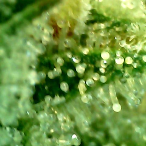Royal Kush Automatic growlog timeline photo