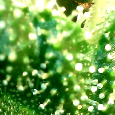 Royal Kush Automatic growlog timeline photo