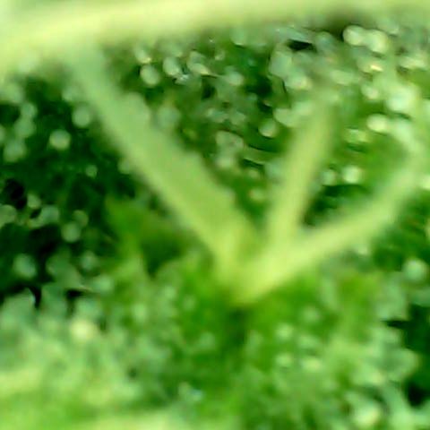 Royal Kush Automatic growlog timeline photo