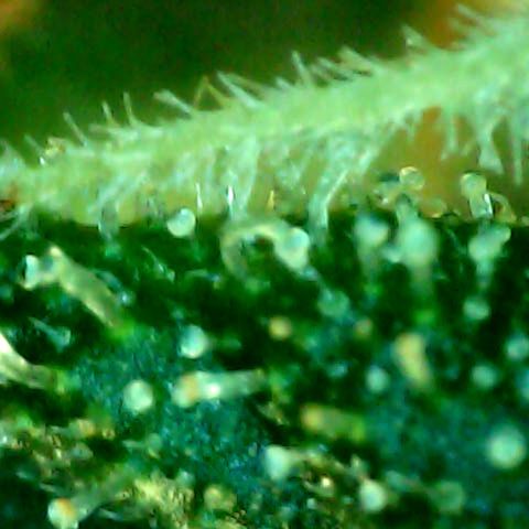 Auto Northern Lights growlog timeline photo