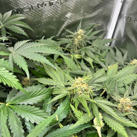 Auto Northern Lights growlog timeline photo