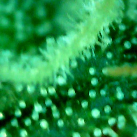 Auto Northern Lights growlog timeline photo