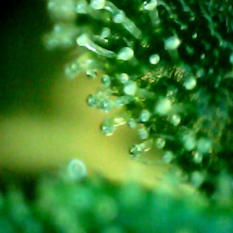Auto Northern Lights growlog timeline photo