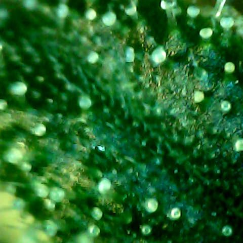 Auto Northern Lights growlog timeline photo