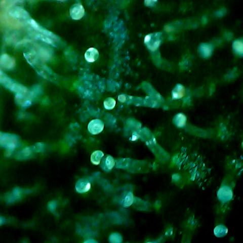 Royal Kush Automatic growlog timeline photo