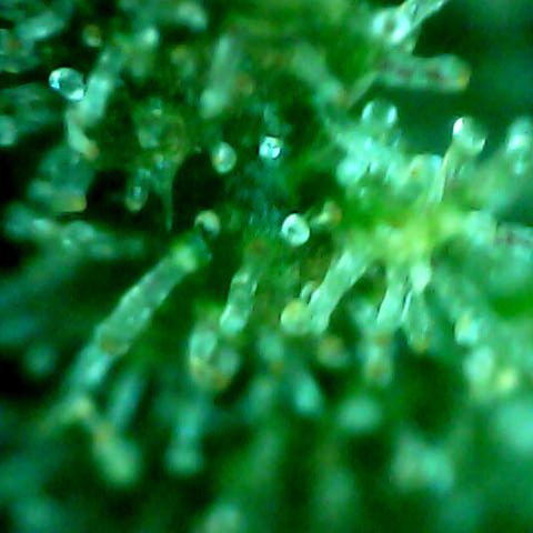 Royal Kush Automatic growlog timeline photo