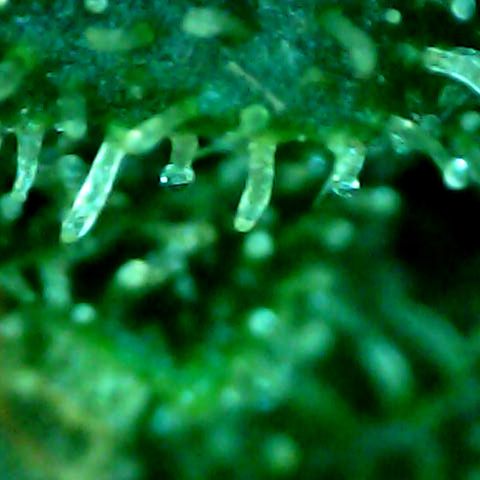 Royal Kush Automatic growlog timeline photo