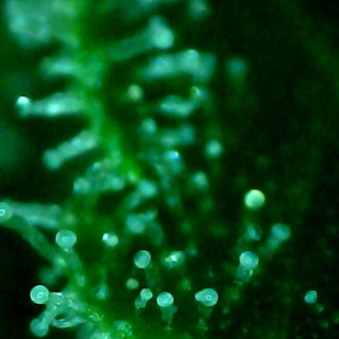 Royal Kush Automatic growlog timeline photo