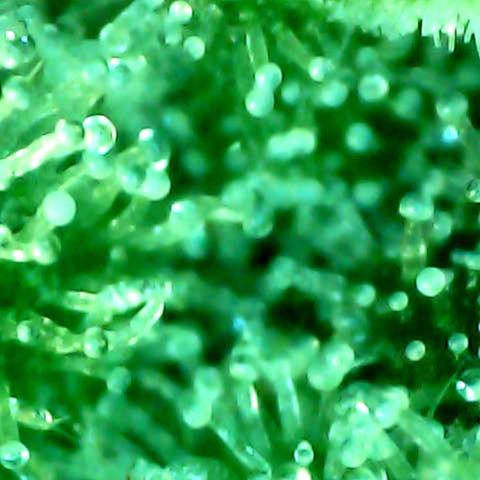 Royal Kush Automatic growlog timeline photo