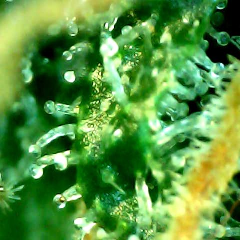 Royal Kush Automatic growlog timeline photo