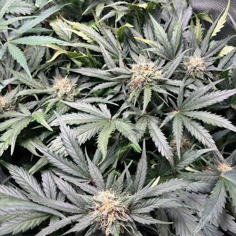 Royal Kush Automatic growlog timeline photo