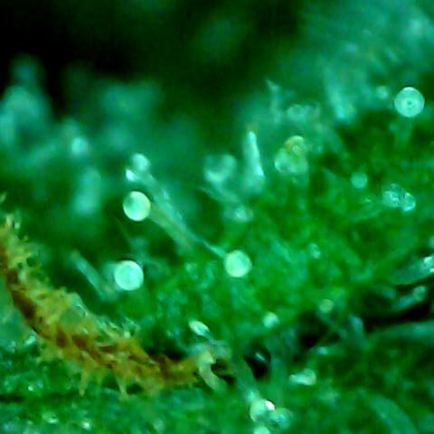 Royal Kush Automatic growlog timeline photo