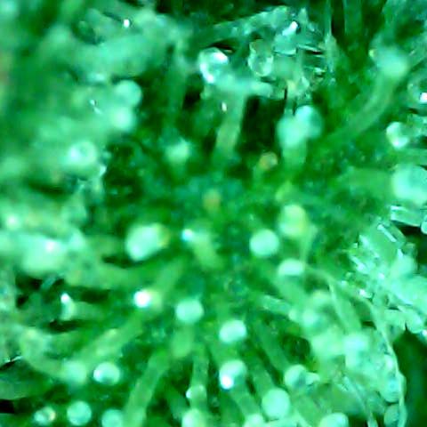 Royal Kush Automatic growlog timeline photo