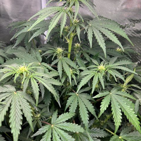 Lemon Wonder Automatic growlog timeline photo
