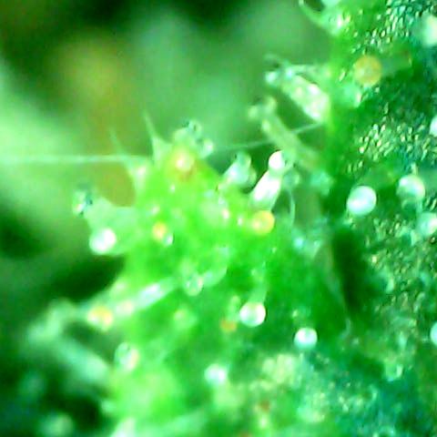 Royal Kush Automatic growlog timeline photo