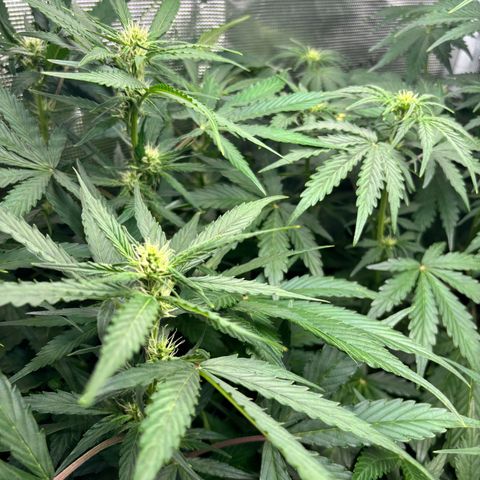 Mimosa Automatic growlog timeline photo